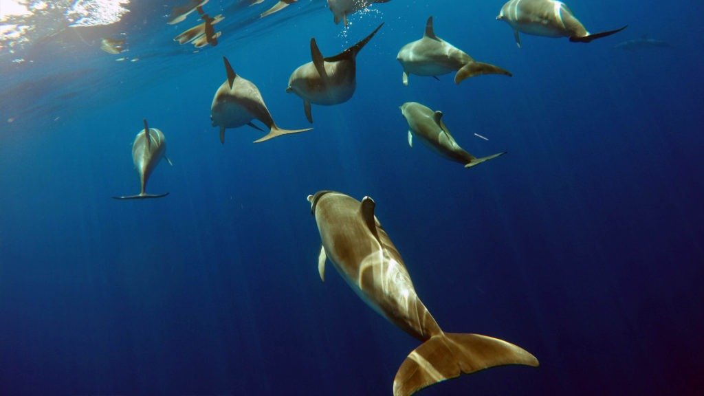 Плавание с дельфинами на азорах